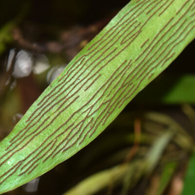 DSC_1052 (Antrophyum sessilifolium)