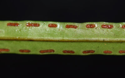 Lepisorus longifolius