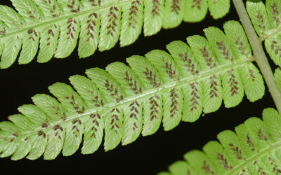 Diplazium polypodioides