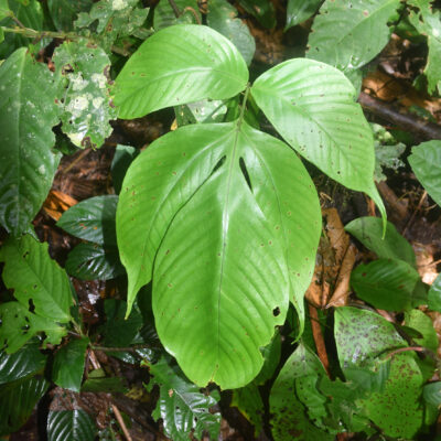 DSC_1124 (Tectaria pleiosora)