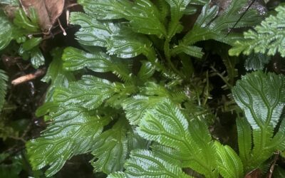 Selaginella brooksii