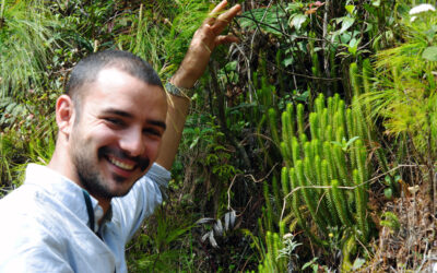 Phlegmariurus reflexus