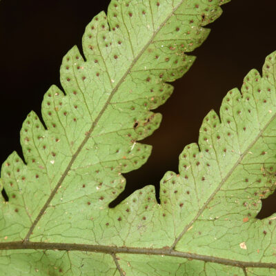 DSC_0871 (Tectaria griffithii)
