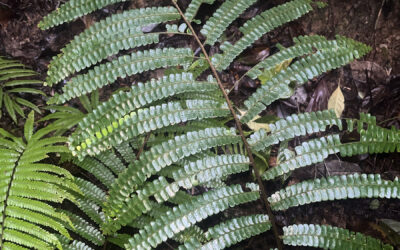 Didymochlaena punctata