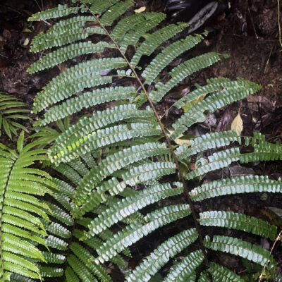 IMG_6258 (Didymochlaena punctata)