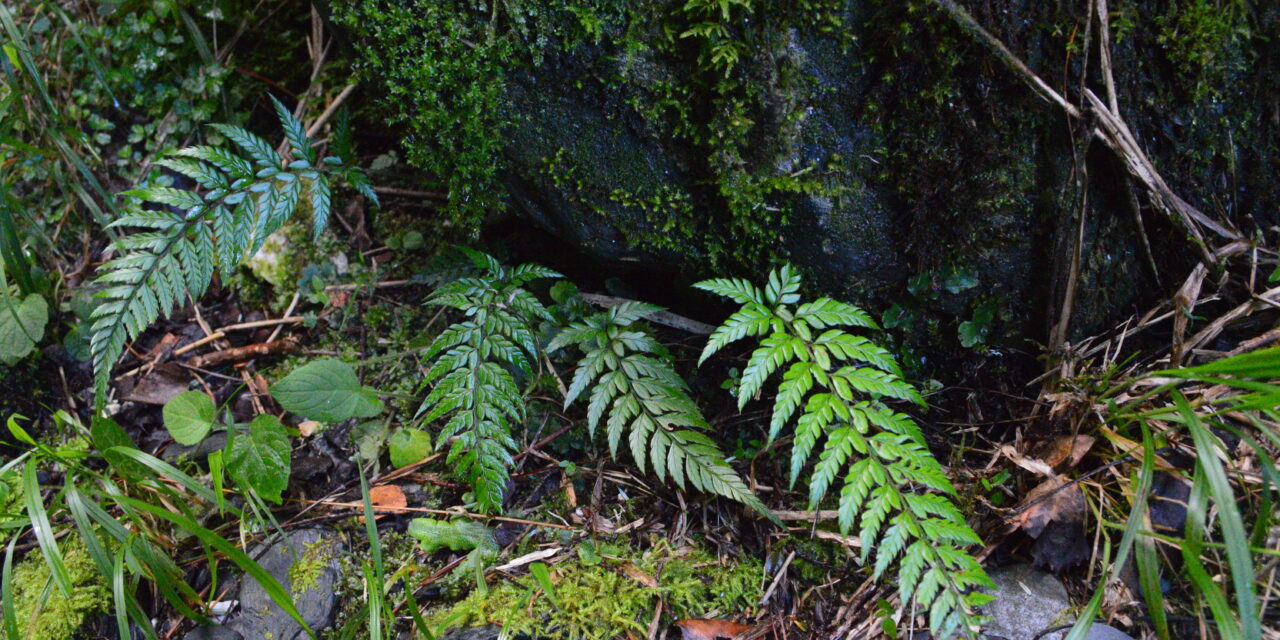 Polystichum herbaceum
