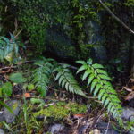 Polystichum herbaceum