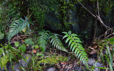 Polystichum herbaceum