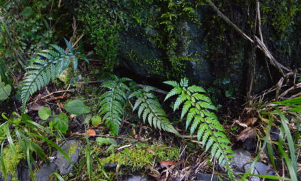 Polystichum herbaceum