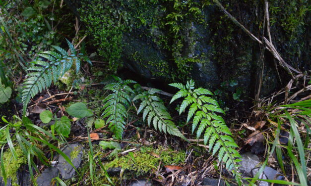 Polystichum herbaceum