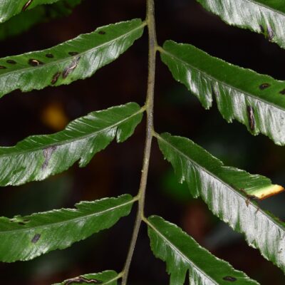 DSC_0404 (Diplazium subintegrum)