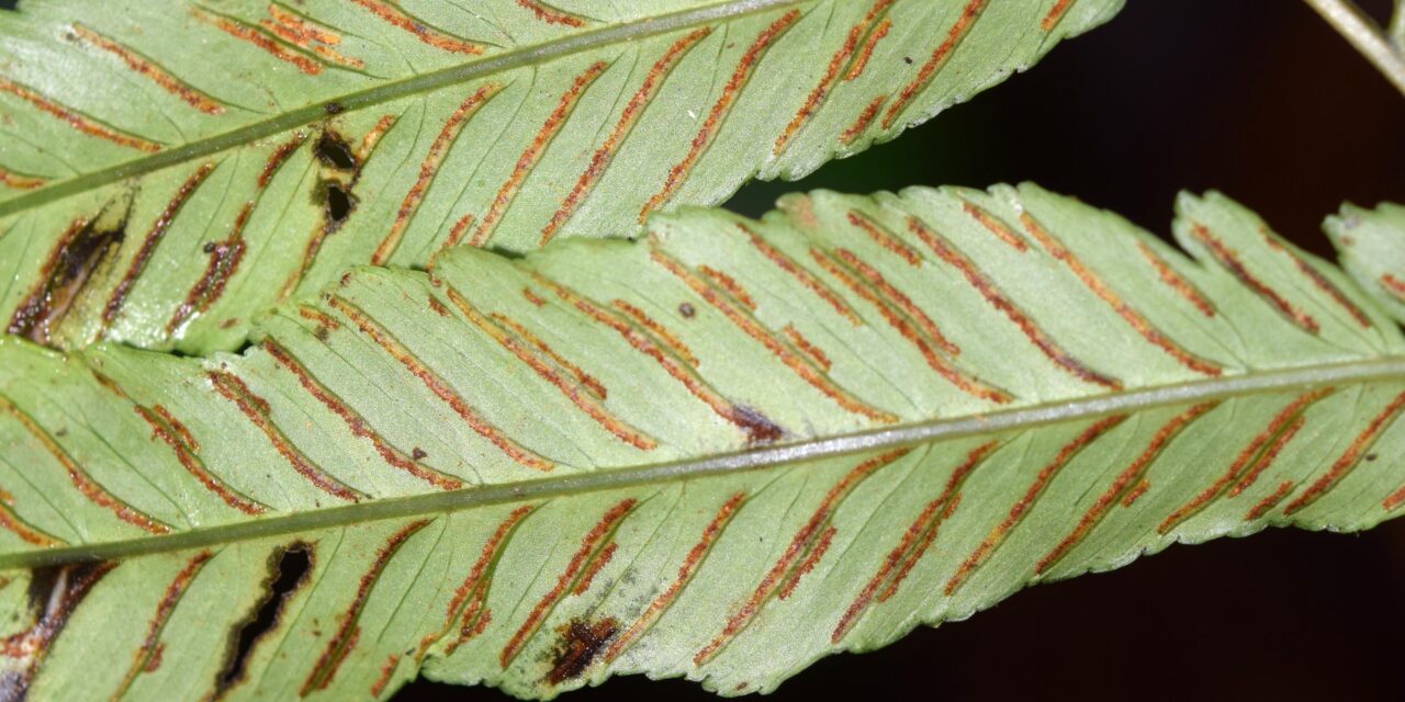 Diplazium subintegrum