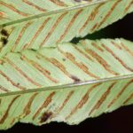 Diplazium subintegrum