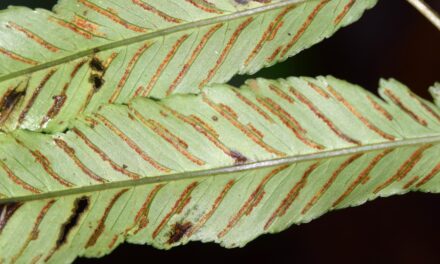 Diplazium subintegrum