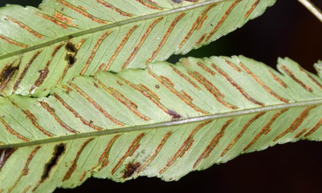 Diplazium subintegrum