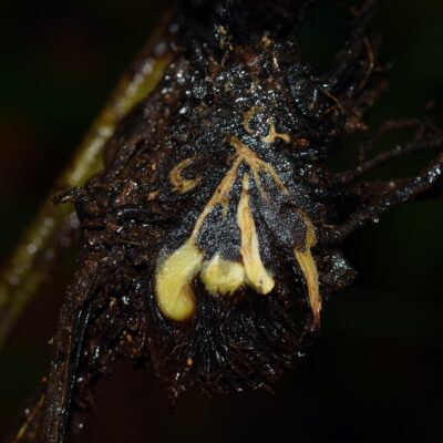 DSC_0413 (Diplazium subintegrum)