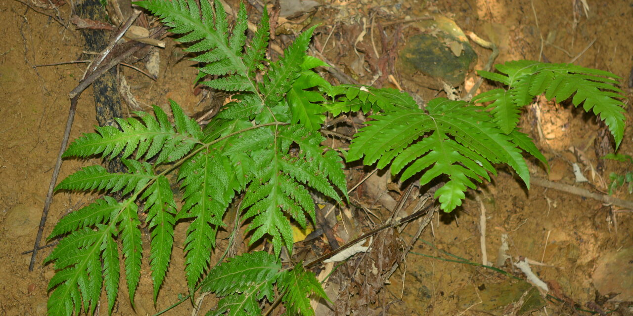 Tectaria multicaudata