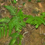 Tectaria multicaudata
