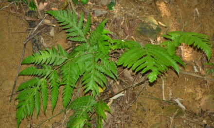 Tectaria multicaudata