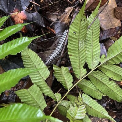 IMG_5733 (Bolbitis interlineata)