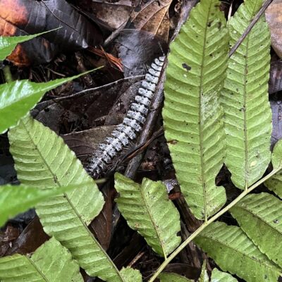 IMG_5733a (Bolbitis interlineata)