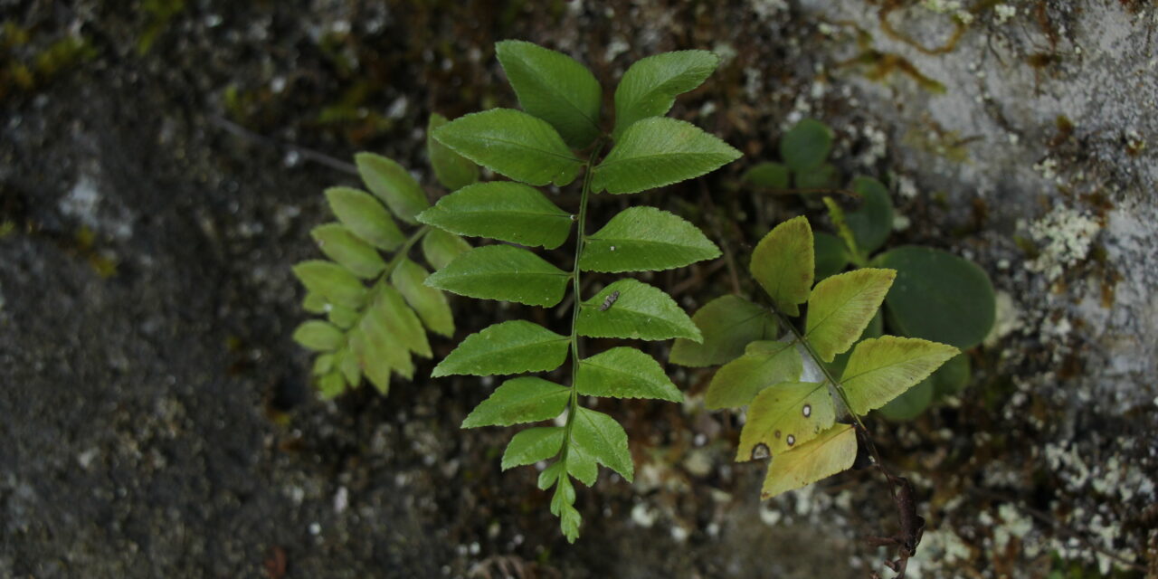 Polystichum tenuius