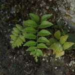 Polystichum tenuius