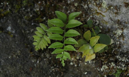 Polystichum tenuius