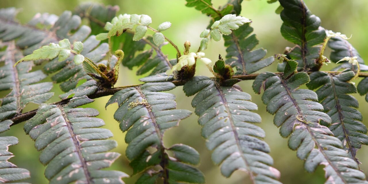 Diplazium robustum