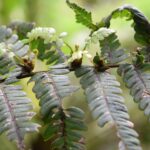 Diplazium robustum