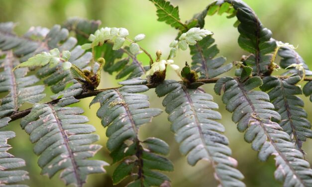 Diplazium robustum
