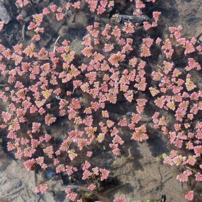Red Azolla – Azolla rubra – Salviniaceae – Morgan Conservation Park (2) (Azolla pinnata)