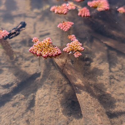 Red Azolla – Azolla rubra – Salviniaceae – Morgan Conservation Park (3) (Azolla pinnata)