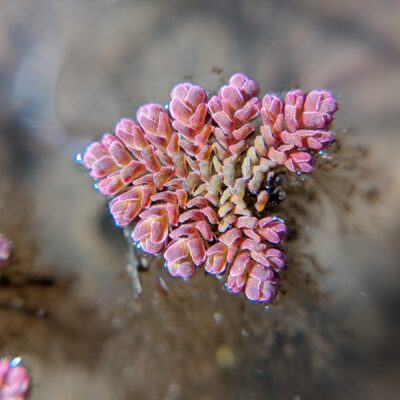 Red Azolla – Azolla rubra – Salviniaceae – Morgan Conservation Park (4) (Azolla pinnata)