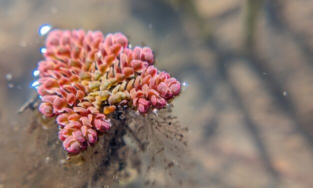 Azolla pinnata
